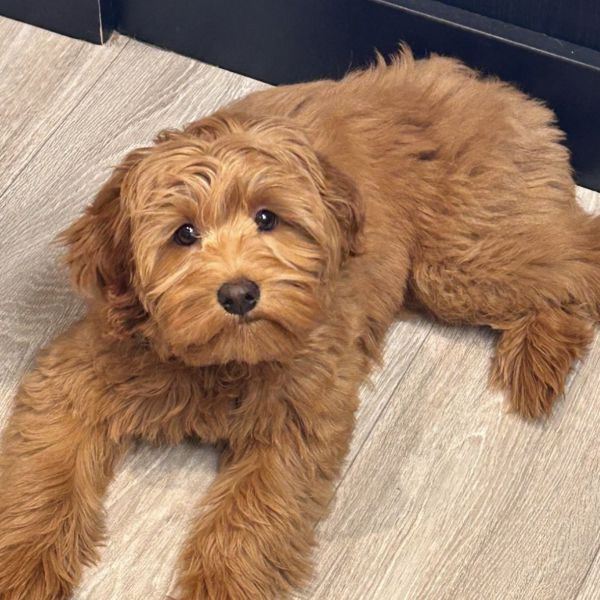 Charlie uit Dordrecht zoekt een Hondenoppas