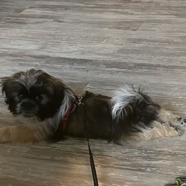 Rex uit Purmerend zoekt een Hondenoppas