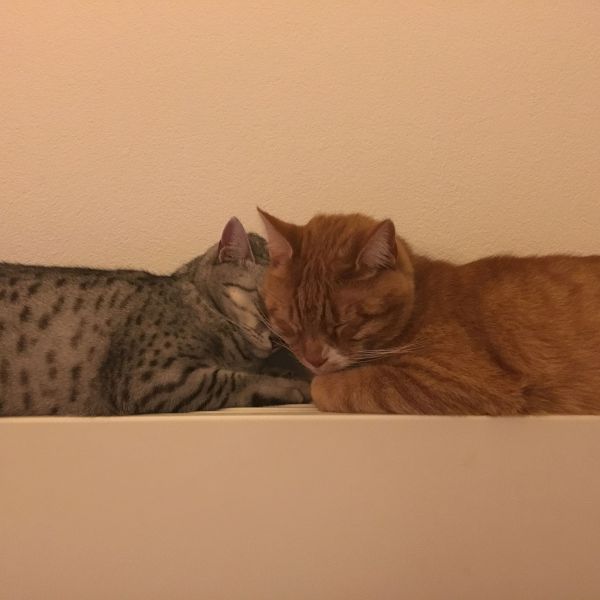 Erik, Isis uit Utrecht zoekt een Kattenoppas