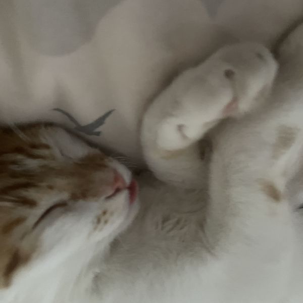 Kattenoppas Jasmine uit Barendrecht