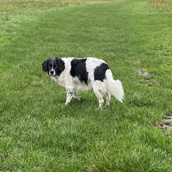 Kaije, Lobke, Wiske uit Wehl zoekt een Hondenoppas