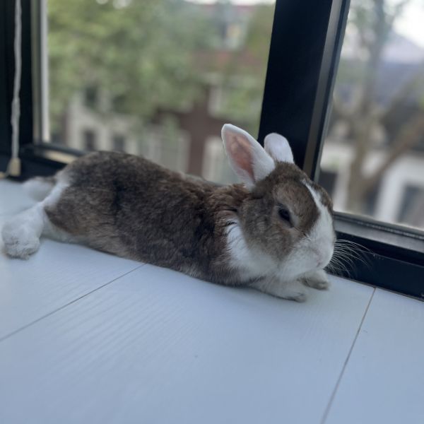 Pippa uit Utrecht zoekt een Knaagdierenoppas