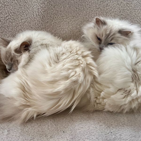 Tara en Noortje uit Harfsen zoekt een Kattenoppas