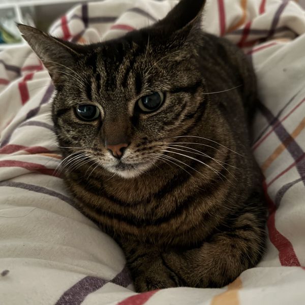 Pluk, Azrael, Loekie uit Leusden zoekt een Kattenoppas