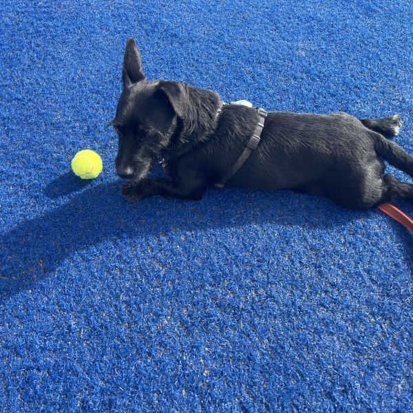 Buddy uit Almere zoekt een Hondenoppas