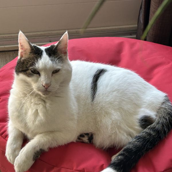 Saartje uit Bennebroek zoekt een Kattenoppas
