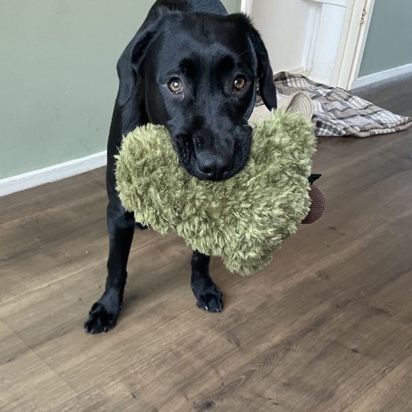 Millie uit Nijmegen zoekt een Hondenoppas