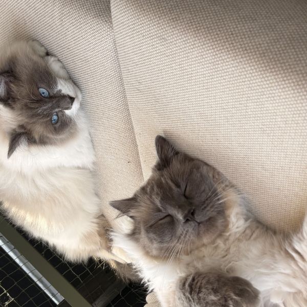 Bobby en Charles uit Bodegraven zoekt een Kattenoppas