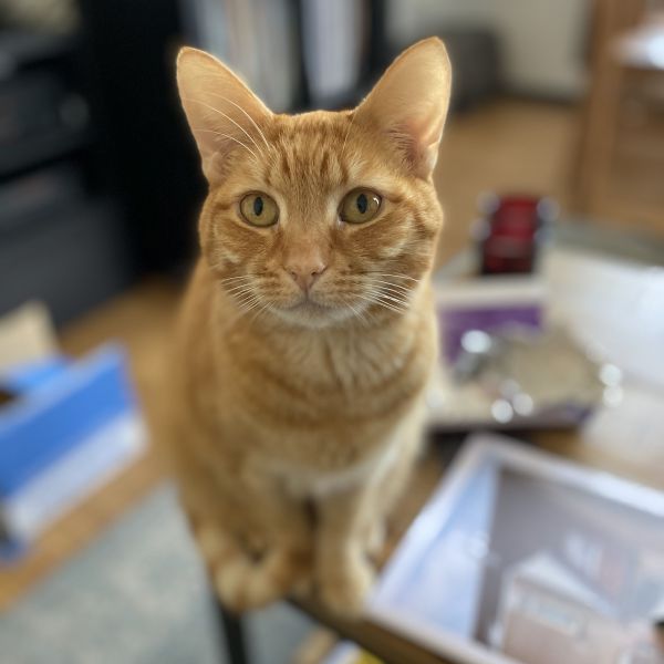 Tony, Zoey uit Alphen Aan Den Rijn zoekt een Kattenoppas