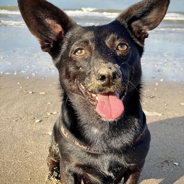 Luna uit Noordwijk zoekt een Hondenoppas