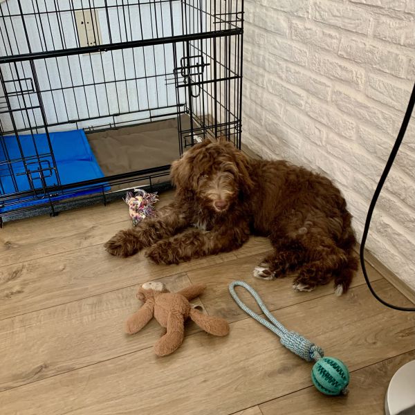 Max, Max uit Etten-Leur zoekt een Hondenoppas