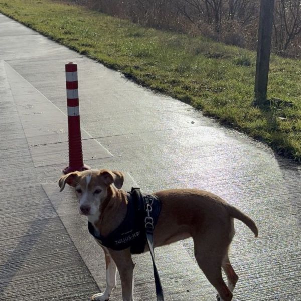 Luna uit Beek-Ubbergen zoekt een Hondenoppas