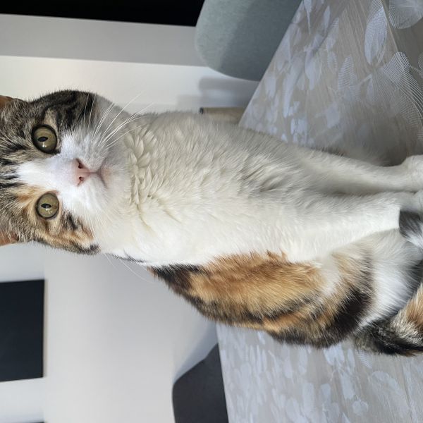 Pien uit Hoofdplaat zoekt een Kattenoppas