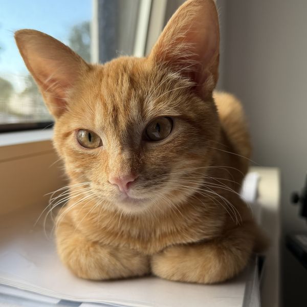 Mateo, Mayla uit Maassluis zoekt een Kattenoppas