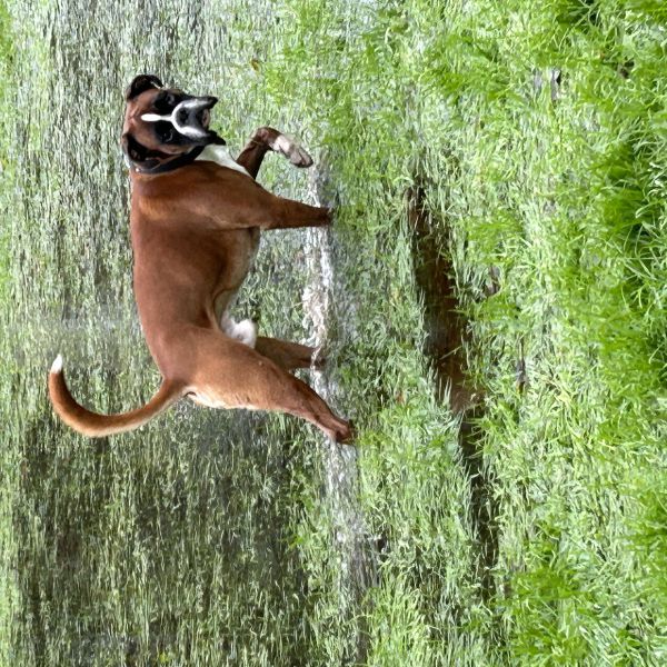 Dex uit Simpelveld zoekt een Hondenoppas