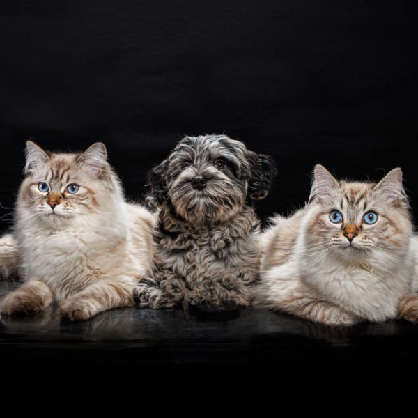 Norah, Blue & Skye uit Gouda zoekt een huisdierenoppas