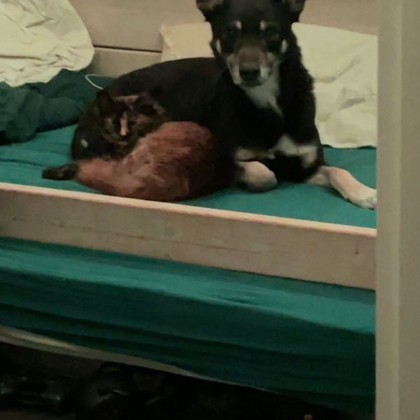 Huisdierenoppas Mara uit Oss