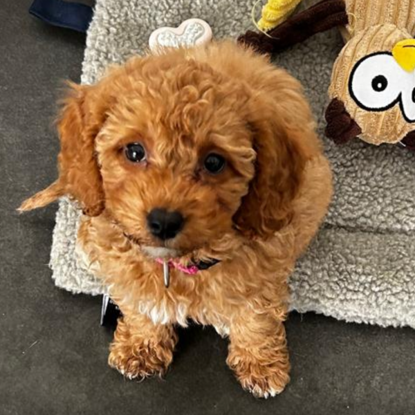 Pip uit Wildervank zoekt een Hondenoppas