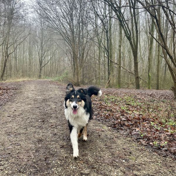 Bonkie uit Utrecht zoekt een Hondenoppas
