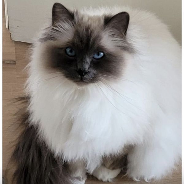 Chico uit Heerhugowaard zoekt een Kattenoppas