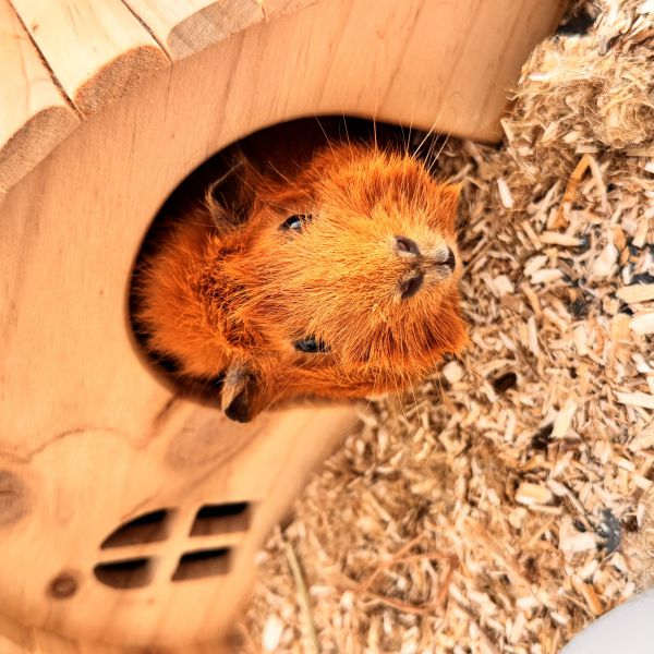 Muffin uit Houten zoekt een Knaagdierenoppas