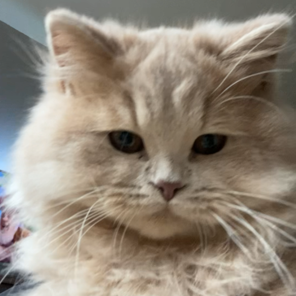 Frenkie uit Malden zoekt een Kattenoppas