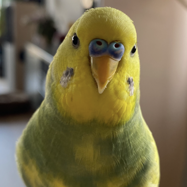 Nero uit Den Haag zoekt een Vogeloppas