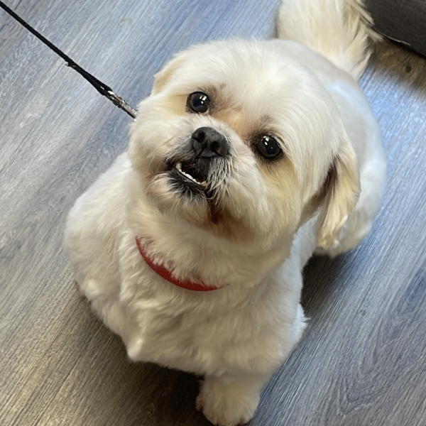 Binky uit Zoetermeer zoekt een Hondenoppas