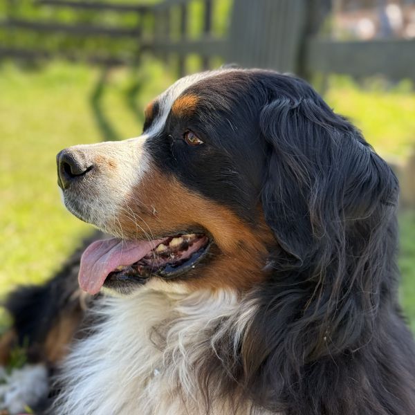 Ilke, Loewie uit Wouw zoekt een Hondenoppas