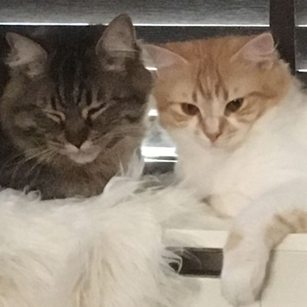 Storm, Rebbel uit Raalte zoekt een Kattenoppas