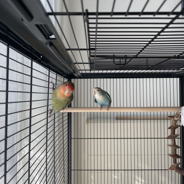 Coco en Kai uit Ijburg, Amsterdam zoekt een Vogeloppas