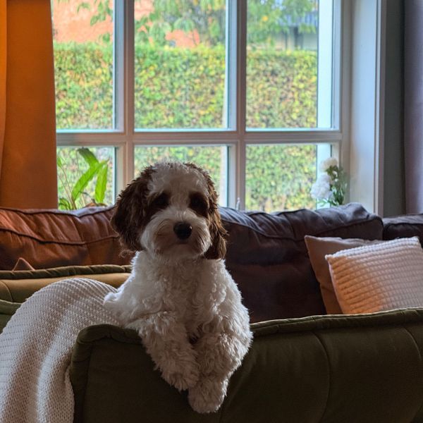 Lou uit Odijk zoekt een Hondenoppas