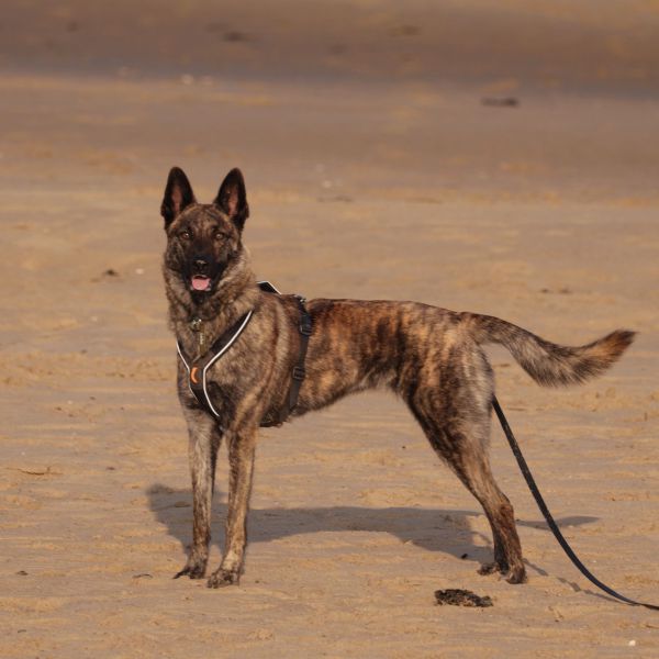 Laika uit Zwolle zoekt een Hondenoppas