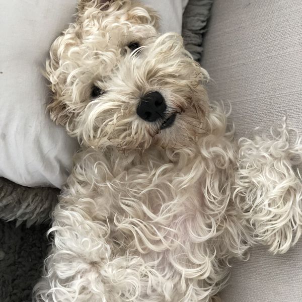 Guusje uit Nuenen zoekt een Hondenoppas