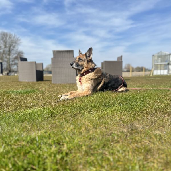 Wolf uit Heerhugowaard zoekt een Hondenoppas