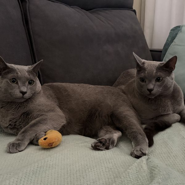 Maxi, Smokey uit Reeuwijk-Brug zoekt een Kattenoppas