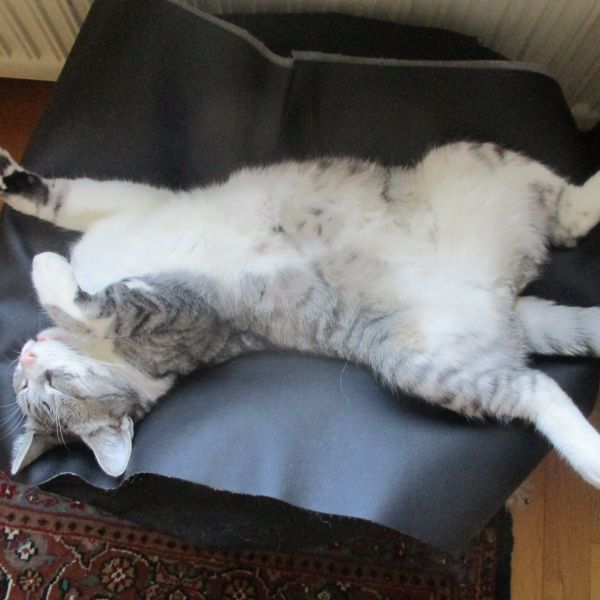 Ploefje uit Bennekom zoekt een Kattenoppas
