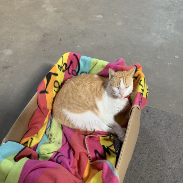 Rotor, Ailette, Hélice uit Ottersum zoekt een Kattenoppas