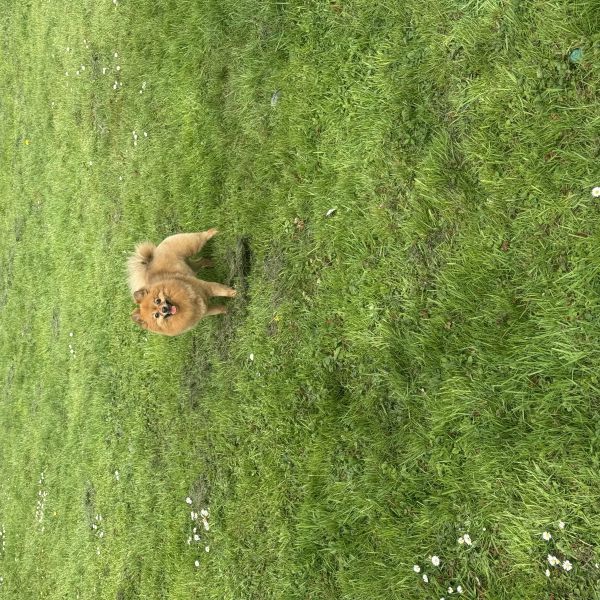 Luna uit Den Haag zoekt een Hondenoppas