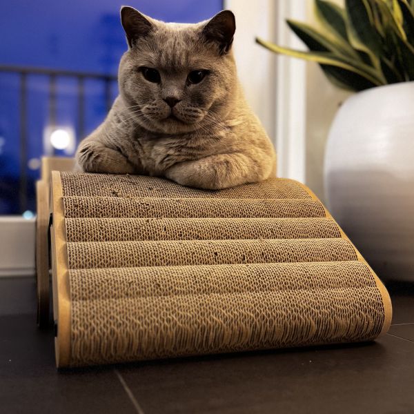 Huisdierenoppas Silvia uit Sassenheim