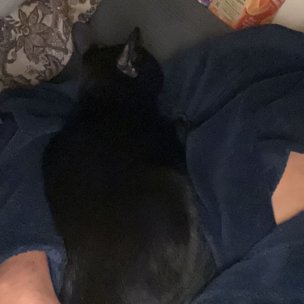 Huisdierenoppas Bentley uit Den Haag