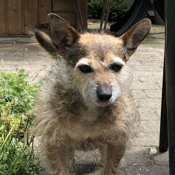Willy uit Wageningen zoekt een Hondenoppas