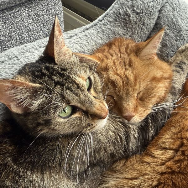 Bindi, Kaya uit Groningen zoekt een Kattenoppas