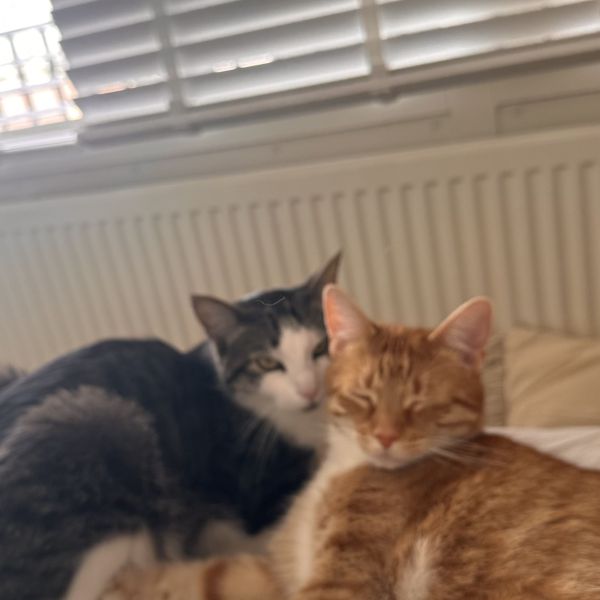 Kattenoppas Najla uit Heeze