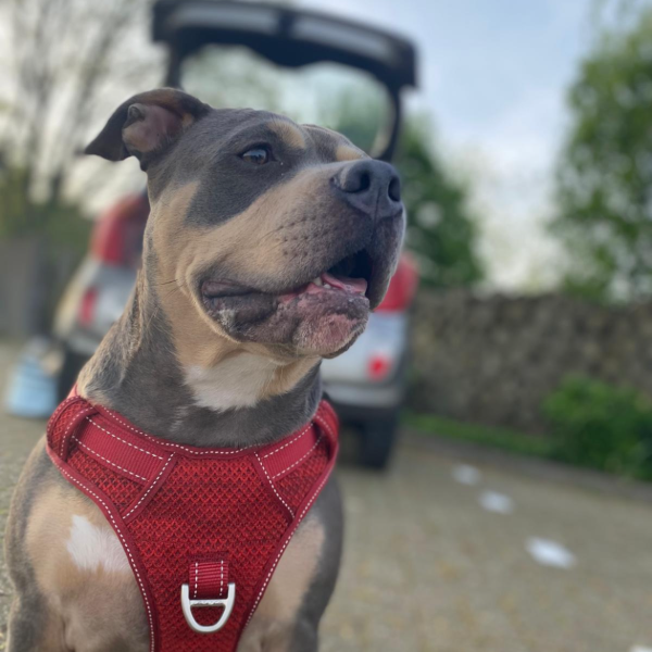 Raya, Bobby uit Gorinchem zoekt een Hondenoppas