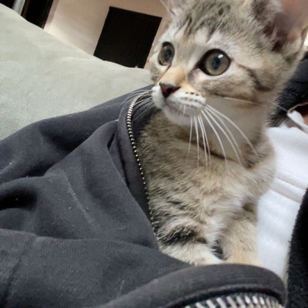 Huisdierenoppas Asya uit Arnhem