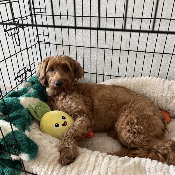 Sylvia uit Leiden zoekt een huisdierenoppas