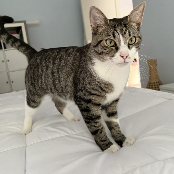 Maylow, Hummel, Miky uit Emmen zoekt een Kattenoppas