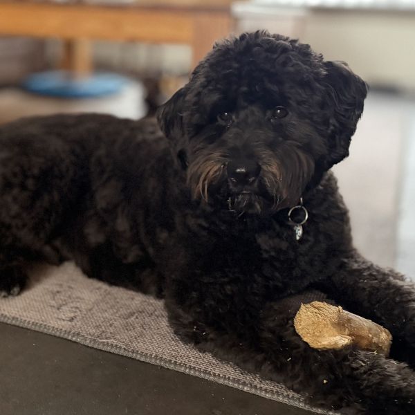 Bo uit Lierop zoekt een Hondenoppas