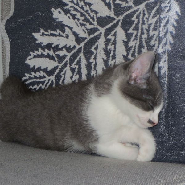 Mickie uit Zuid-Scharwoude zoekt een Kattenoppas